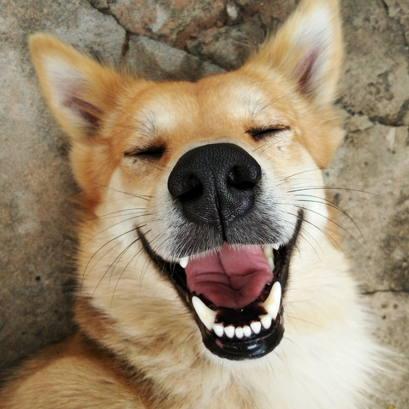 Simple Tips to Clean a Dog Collar