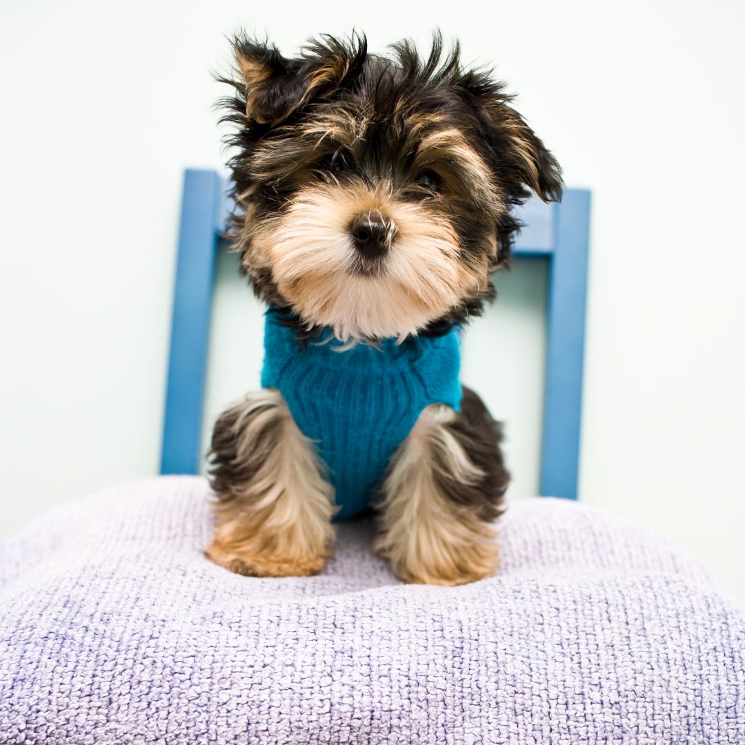 How to Housetrain Your Puppy?