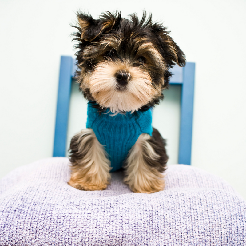 How to Housetrain Your Puppy?