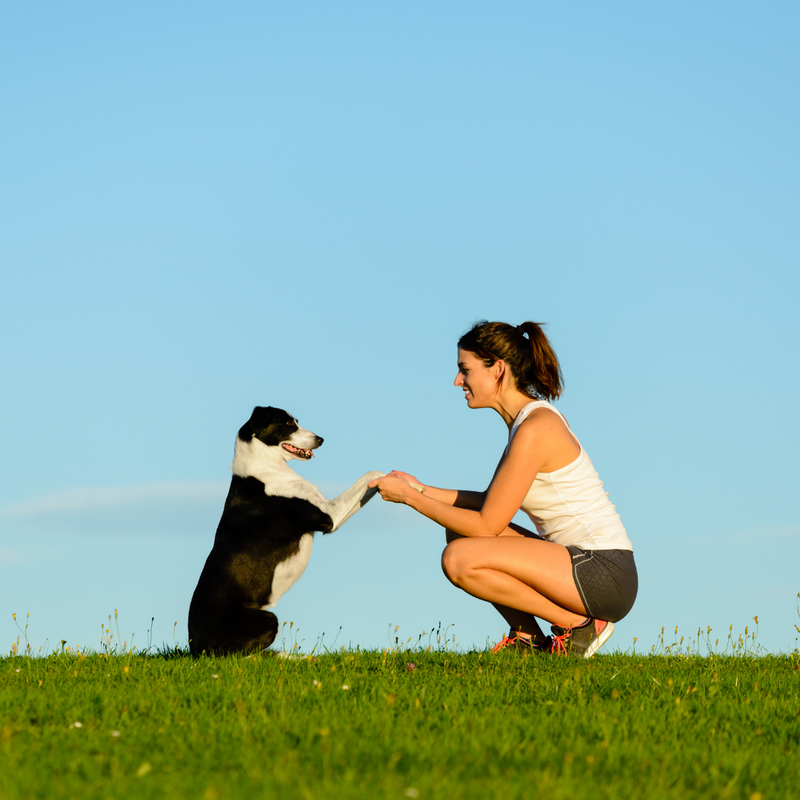 Dog Training Myths You Should Stop Believing