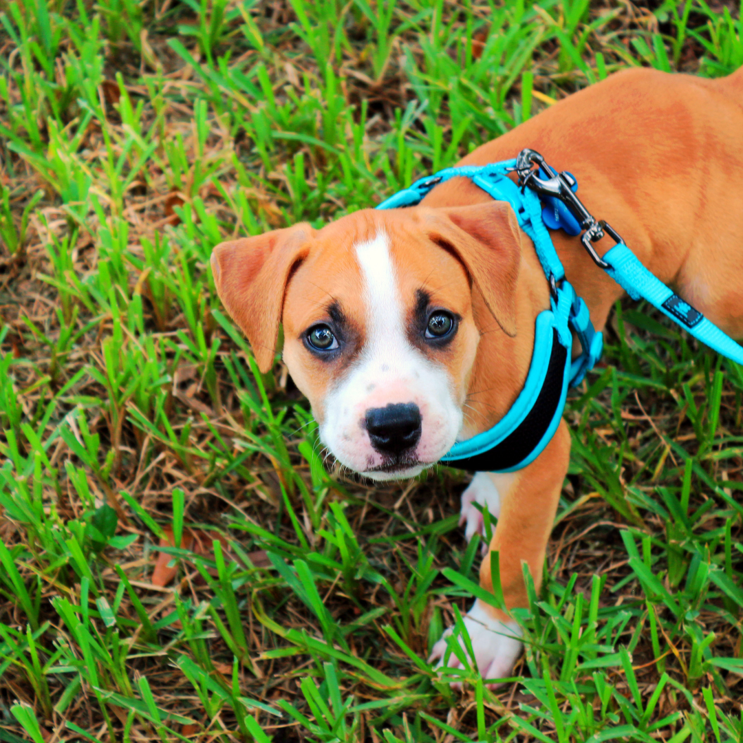 How to Introduce a Collar or Harness to Your Puppy?