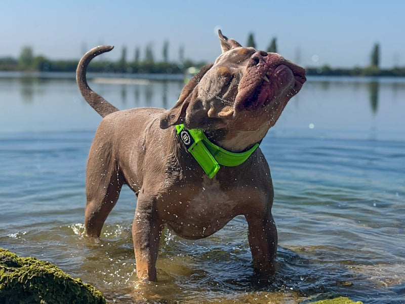 Why Dogs Love Water Play & How to Make it Safe and Fun