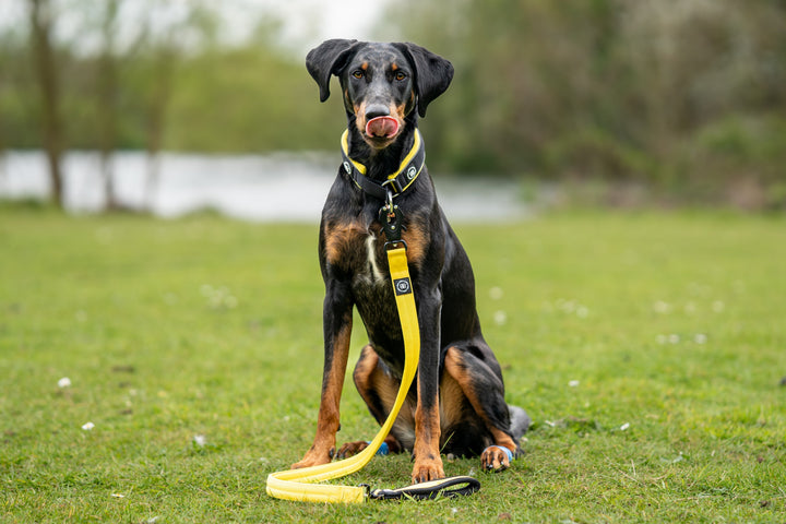Why Do Dogs Eat Poo?