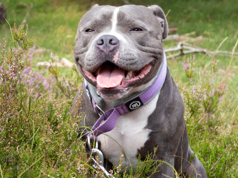 How to Stop Your Dog Walks from Feeling Like an Action Movie