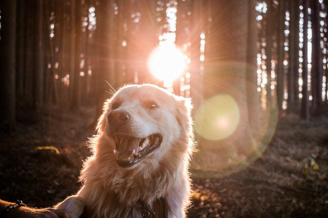 When is National Dog Day & How To Celebrate
