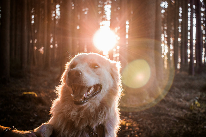 When is National Dog Day & How To Celebrate
