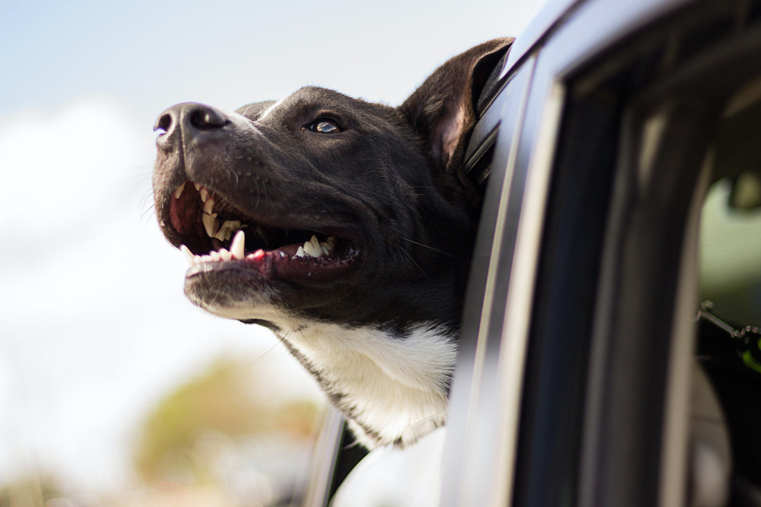 The Most Dog-Friendly UK Destinations in 2023