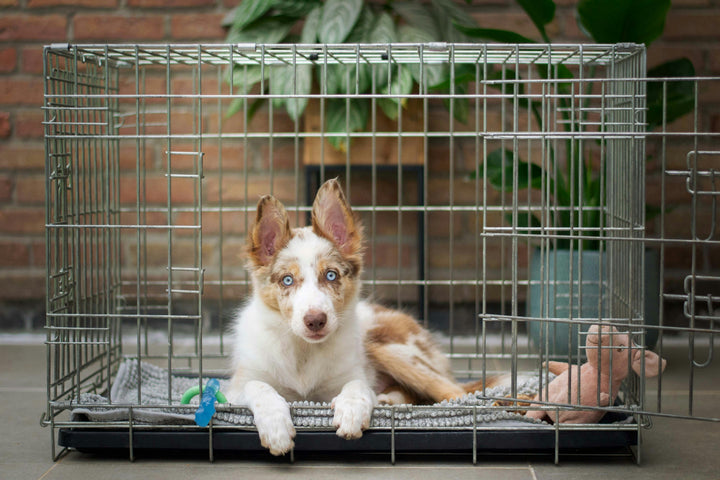 How To Crate Train a Dog
