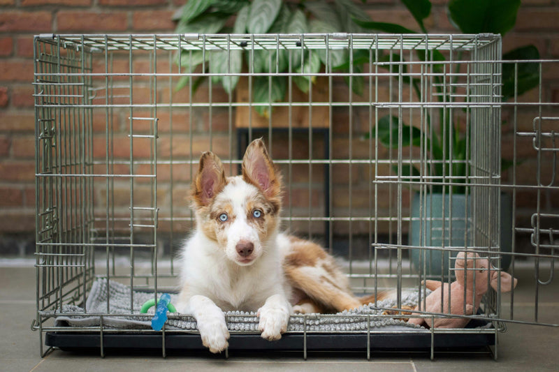 How To Crate Train a Dog