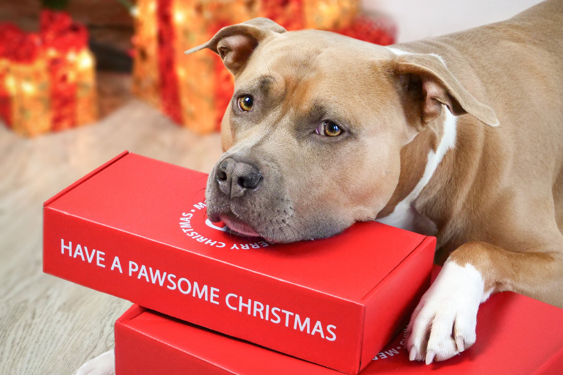 The Best Christmas Presents For Dogs