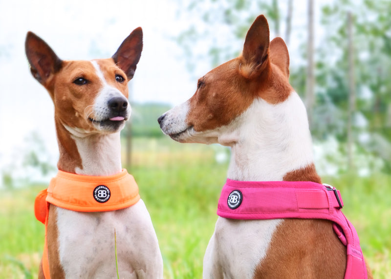 How To Reduce Anxiety In Dogs