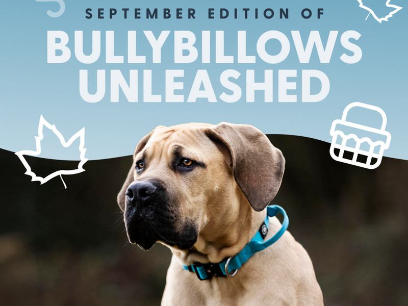 September Roundup: Back to Routine, But Make It BullyBillows 💪