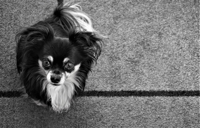 Expert Tips to Get Dog Pee Smell Out of Your Carpet