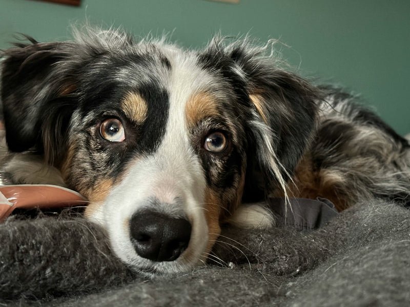 Why Dogs Vomit & How To Treat It