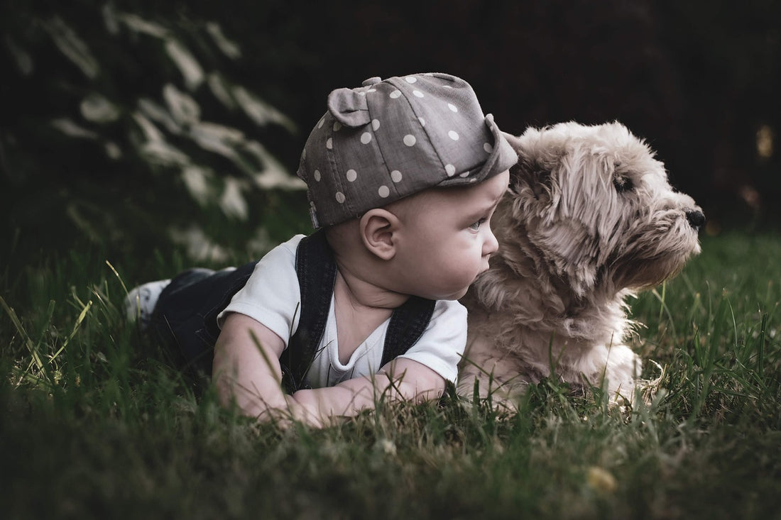 How To Train Your Dog To Be Child Friendly