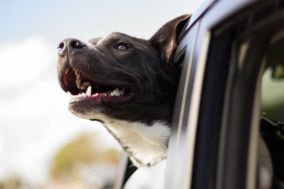 How To Prevent & Treat Travel Sickness in Dogs