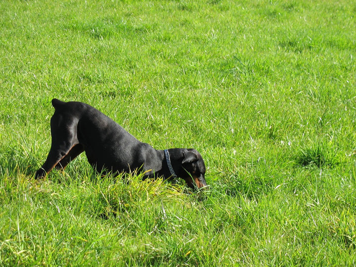 5 Easy Tips to Stop Your Dog From Digging Up the Backyard