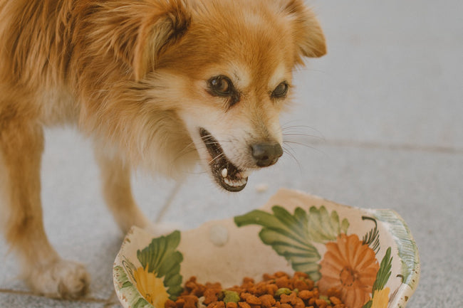 A closer look at How To Prevent Anxious Dogs From Overeating