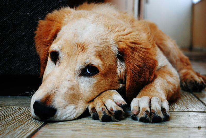 Tips to Manage the Post–Pandemic Separation Anxiety in Dogs