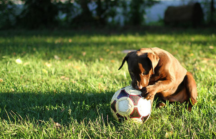 Why Do Dogs Love to Lay in the Sun?