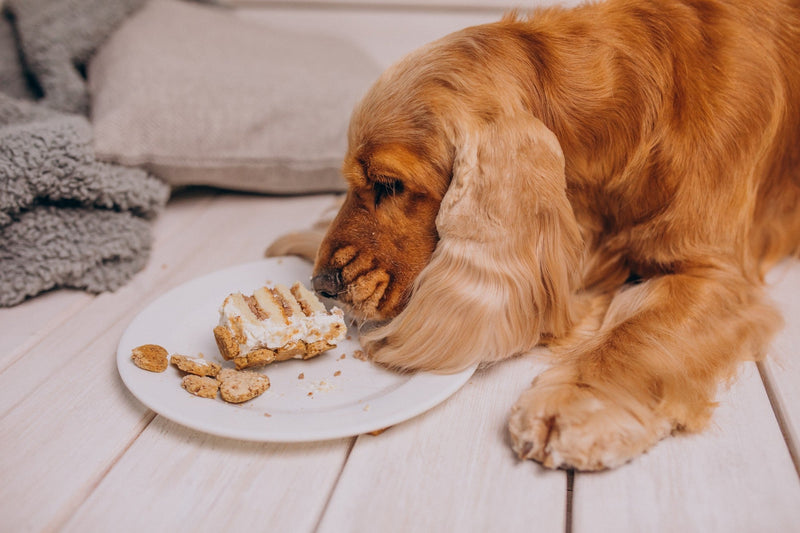 Top 4 Dog Treat Recipes | 4 Ingredients or Less!