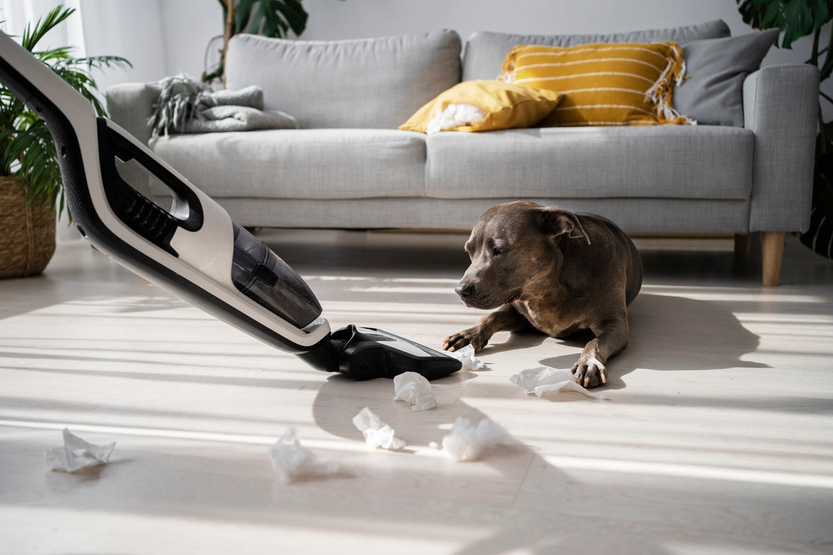 Why are Dogs Scared of Vacuums? BullyBillows