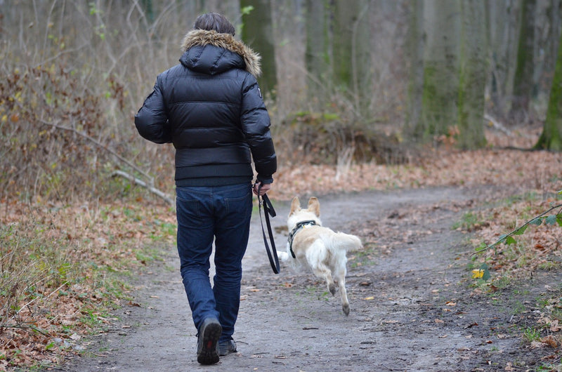 Tips for Stress-Free Dog Walks