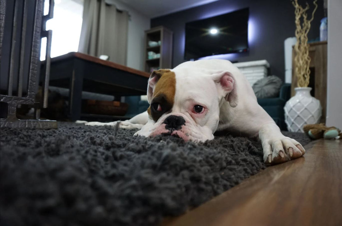 5 Tips to Help Your Dog Gain Weight