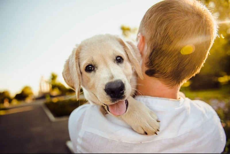 Why are Dogs Called a Man's Best Friend?