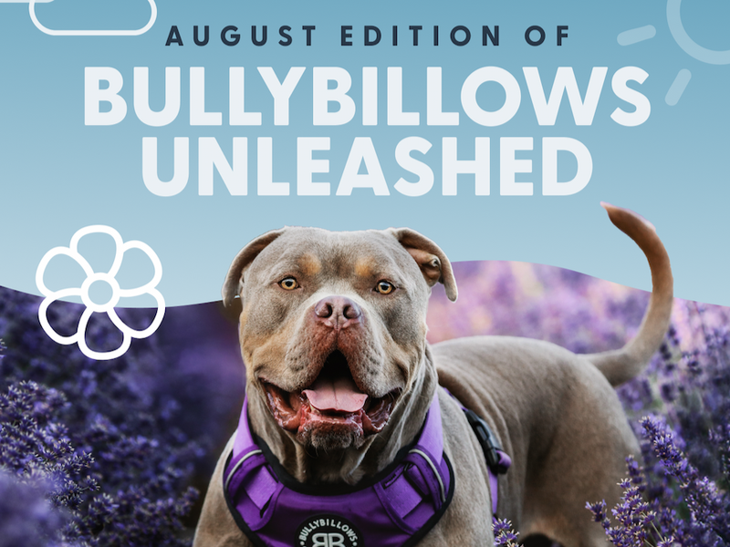 BullyBillows Unleashed: August Edition