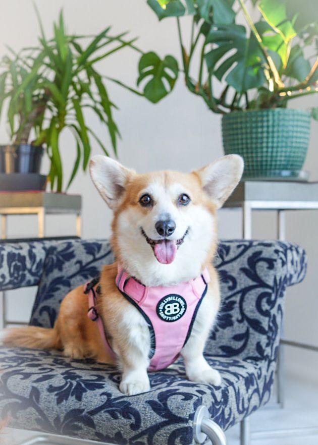 The Ultimate Guide to Dog Accessories for Small Breeds