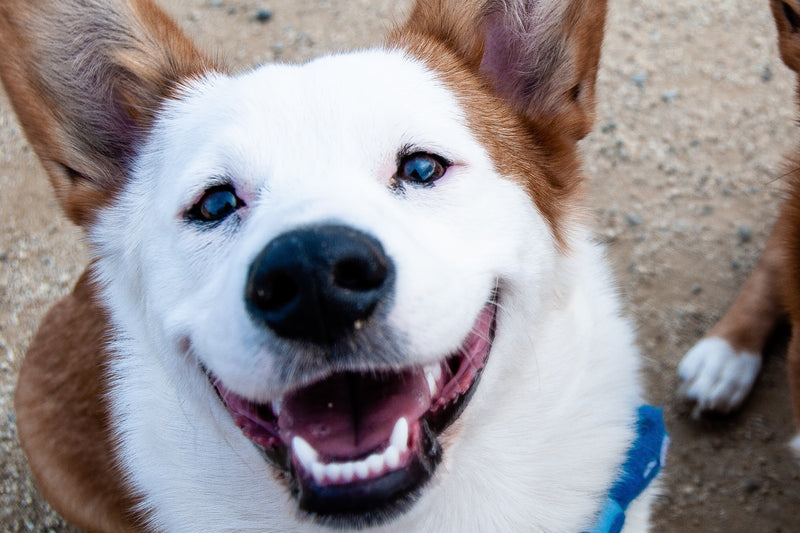 Dog & Puppy Dental Care Guide