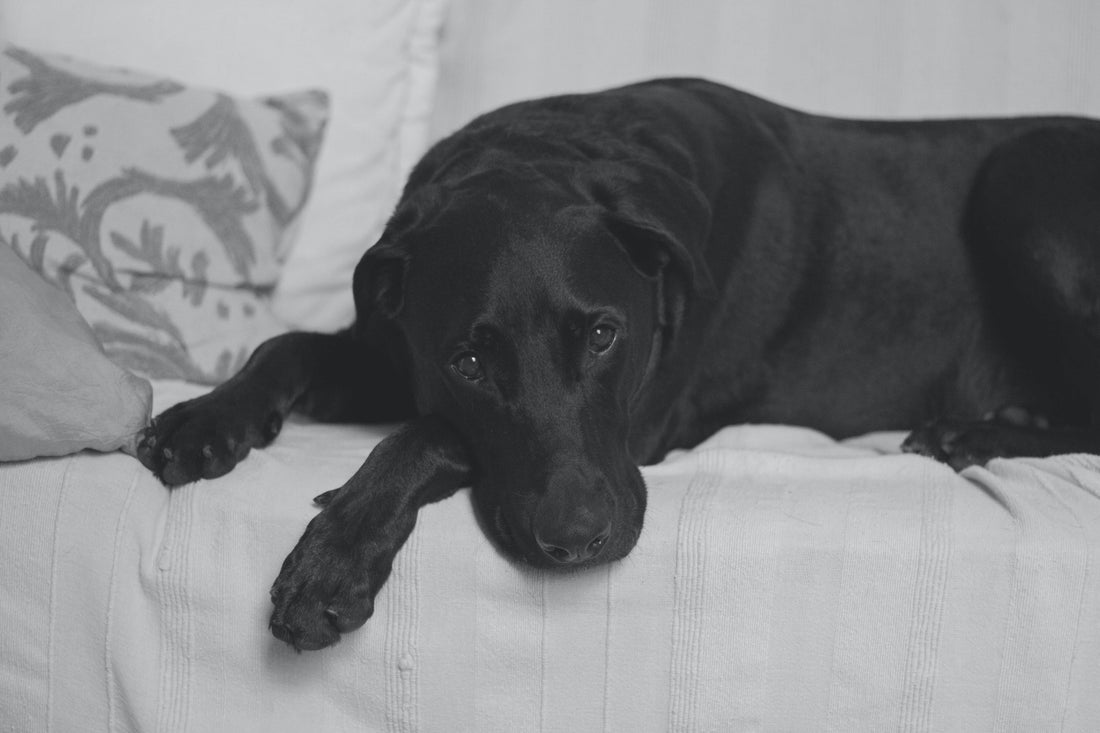 3 Tell-tale Reasons That Your Dog is Sick