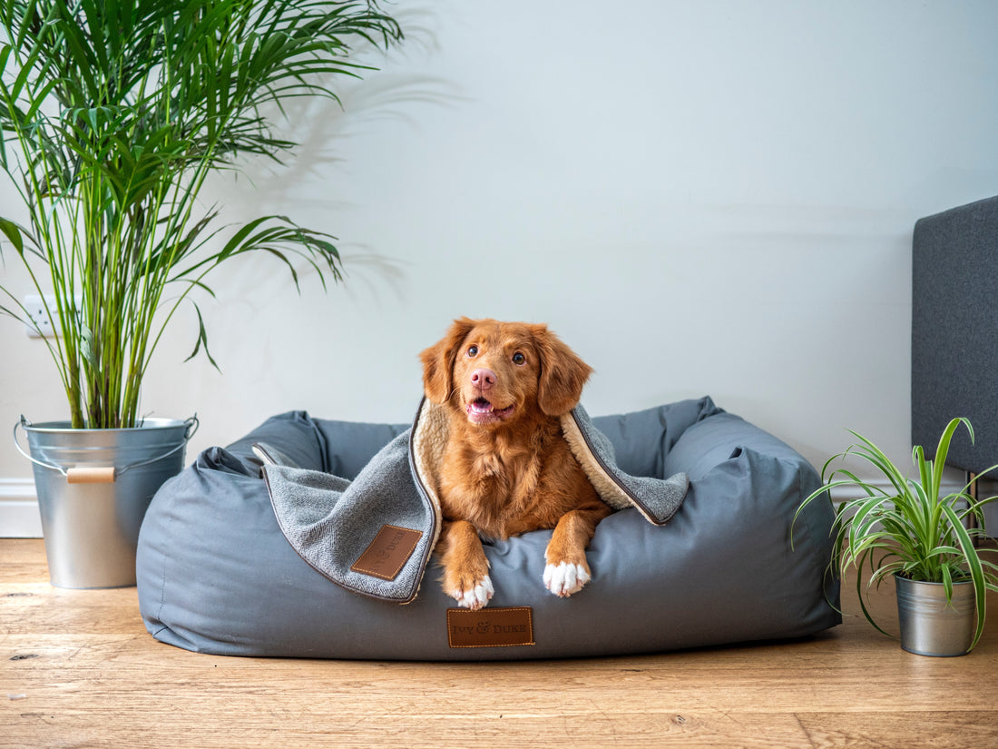 How to Care for Your Pregnant Dog