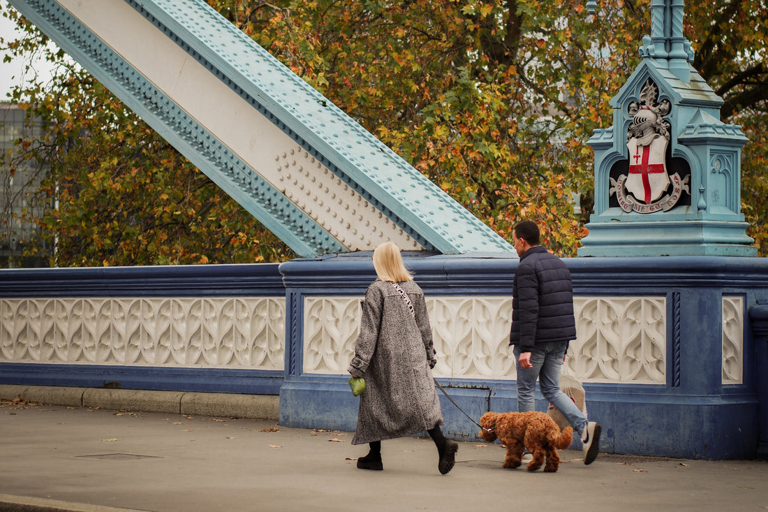 A Dog's Guide To London: Dog-Friendly Things To Do In London