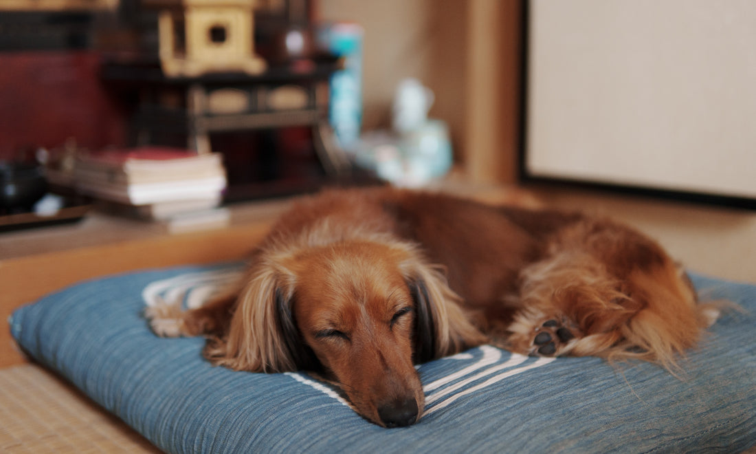 The Complete Guide To Small Dogs