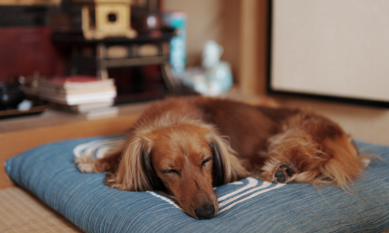 The Complete Guide To Small Dogs