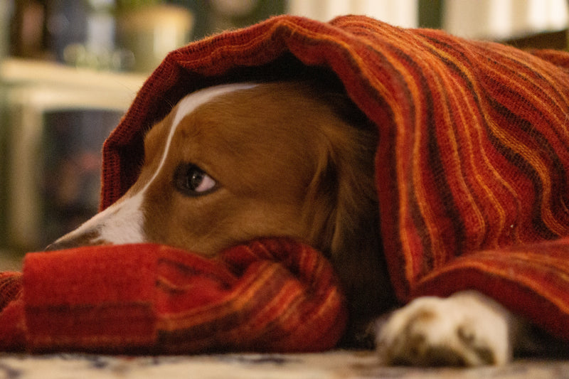 Keeping Your Dog Safe & Calm On Bonfire Night