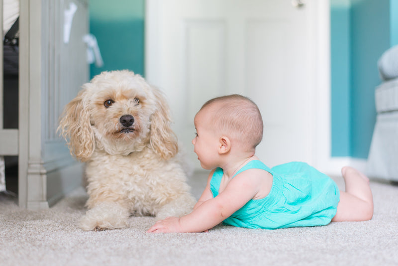 How To Prepare Your Dog For a New Baby