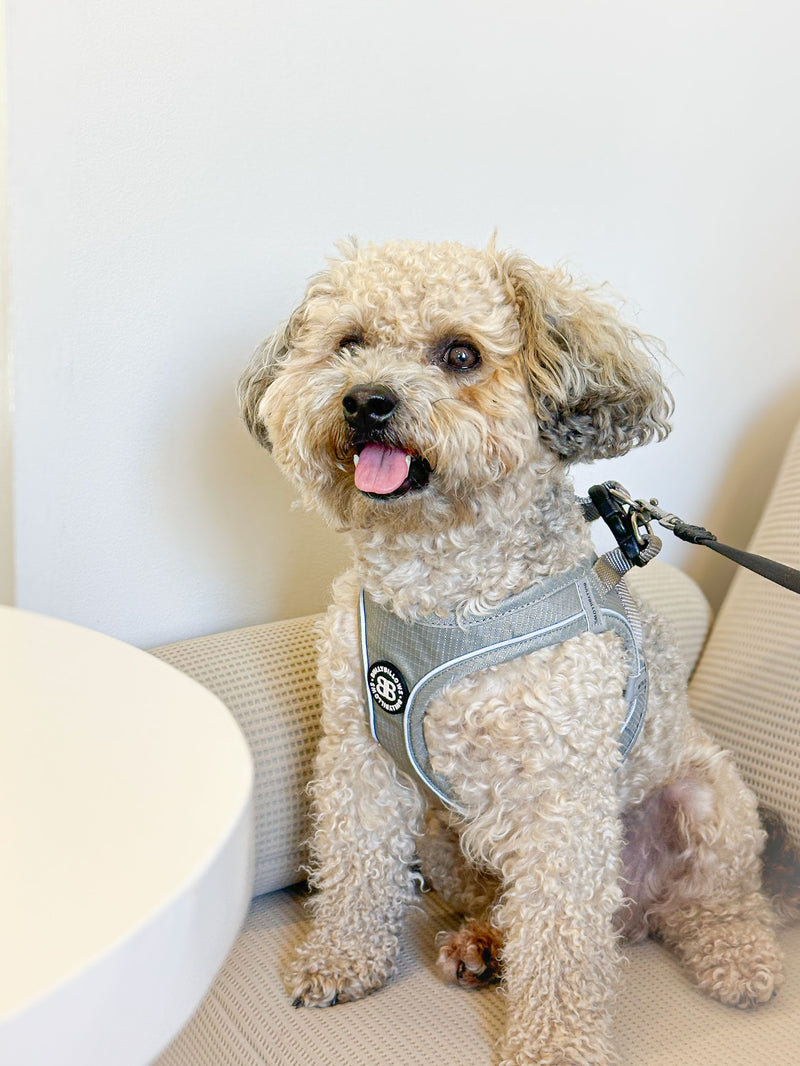 Best Hypoallergenic Dog Breeds