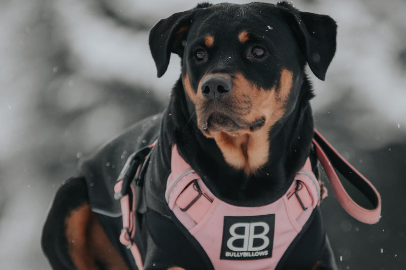 The Most Intelligent Dog Breeds