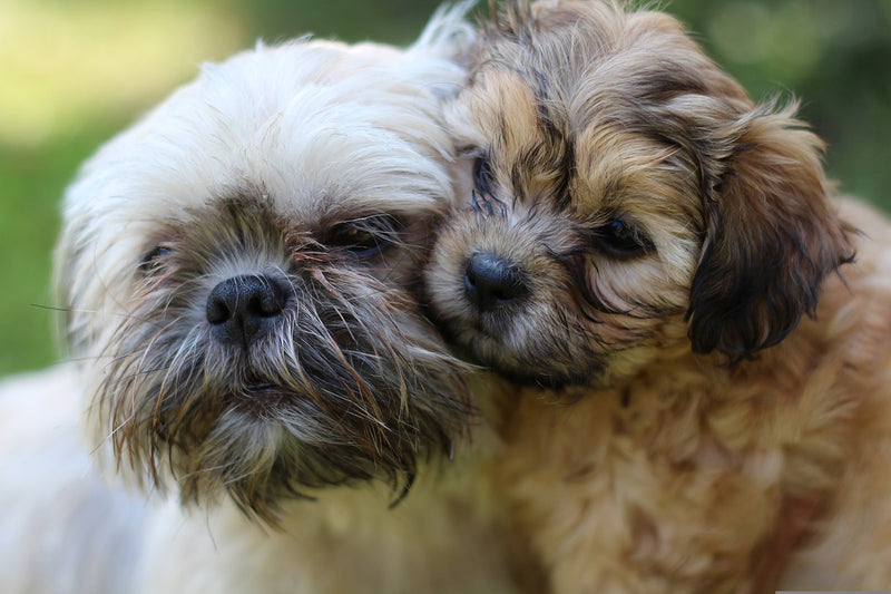 Top 10 Small Dog Breeds