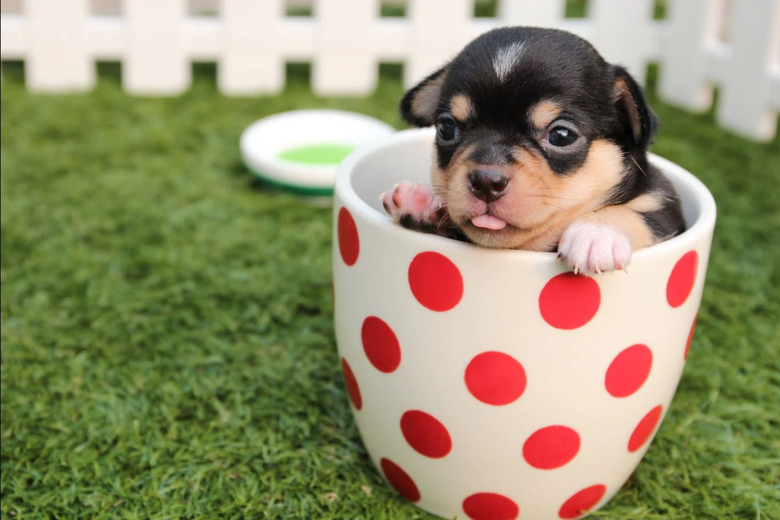 How to Take Good Care of Your Teething Puppy?