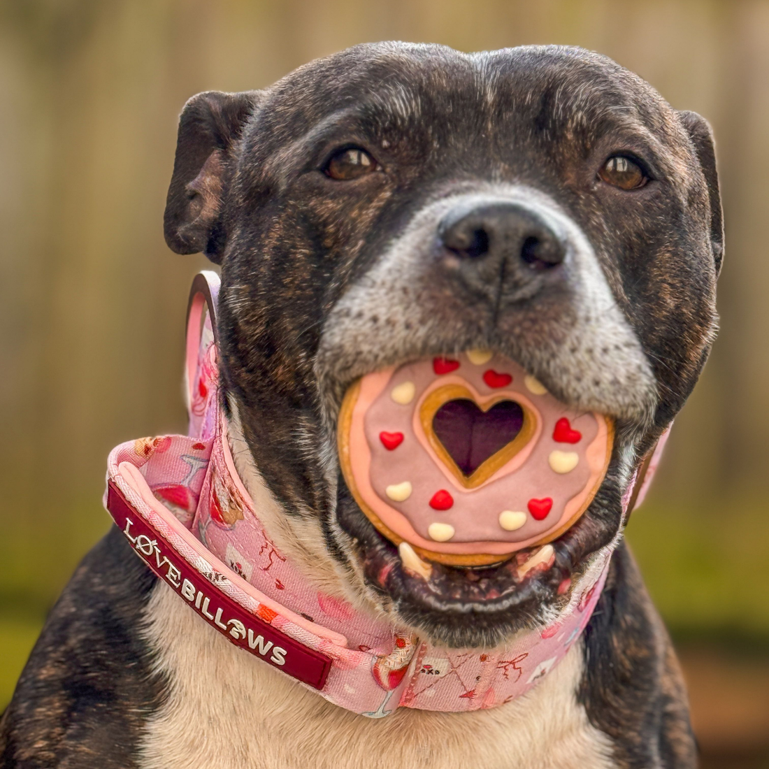 featured image of 4cm Lighter Combat® Collar  | With Handle & Secure Clip - Light Love Edition