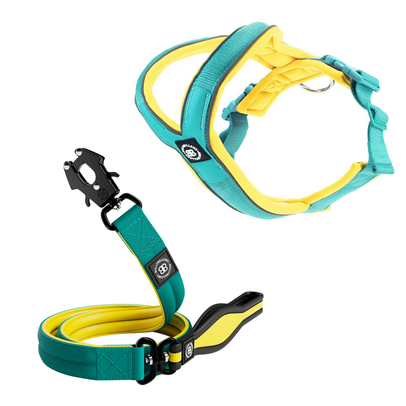 Slip-on Harness & Mini Combat Lead Bundle - Turquoise x Yellow