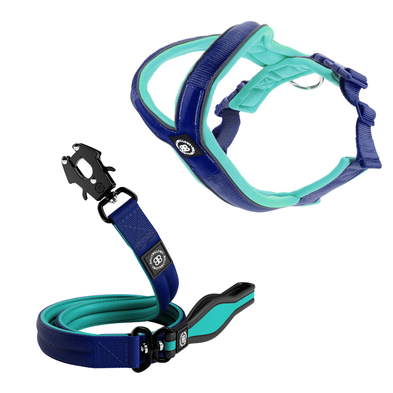 Slip-on Harness & Mini Combat Lead Bundle – Blue & Turquoise