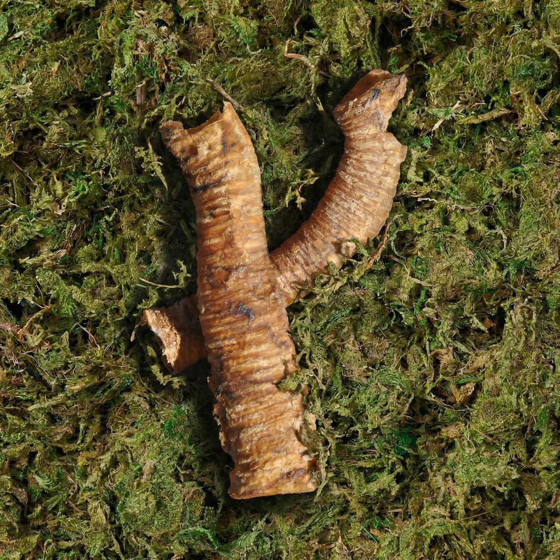 featured image of Beef Trachea