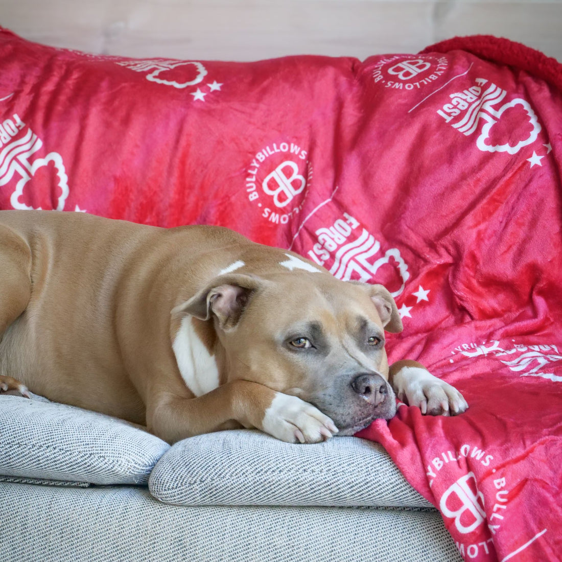 featured image of Nottingham Forest Edition | Luxury Dog & Human Blanket