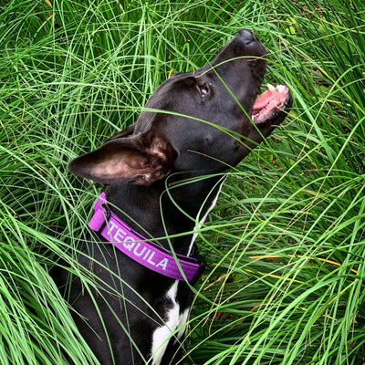 Magenta collar with block font in white