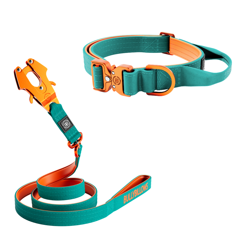 2.5cm Lighter Combat® Collar & Swivel Lead Bundle - Turquoise x Orange